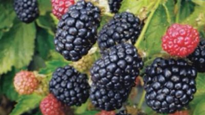 نقيب الزراعيين: نستهدف زراعة 100 ألف شجرة توت خلال 6 أشهر (فيديو)