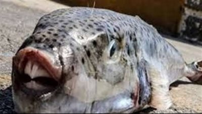 بعد تحذيرات الصحة.. كل ما تريد معرفته عن سمكة الأرنب