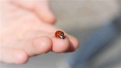 أول تعليق من وزارة 