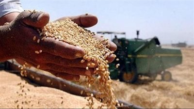 الزراعة: تأخر فصل الشتاء هذا العام أثر ايجابيًا على محصول القمح