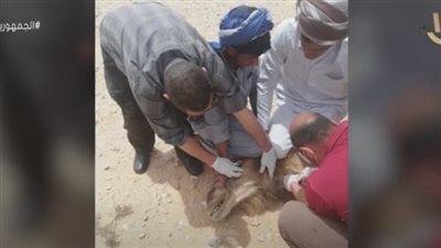 الطب البيطري يكشف تفاصيل نفوق جملين بالسلوم (فيديو)