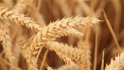 مجموعة السبع تنتقد قرار الهند بحظر صادرات القمح