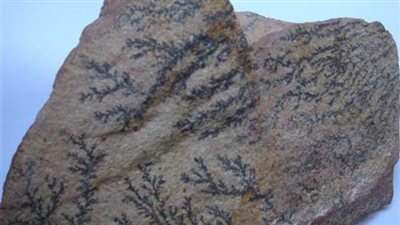 سر رسومات الشجيرات النافذة على الصخور بمنطقة التجلي الأعظم