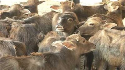 أسعار العجول والخرفان بأسواق القاهرة والجيزة.. انخفاض جديد مع اقتراب عيد الاضحي 