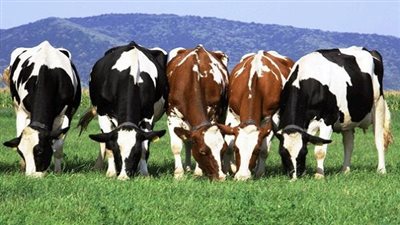 مصر الخير: تقديم 2 مليون رأس ماشية من السلالات المتطورة للفلاحين (فيديو)