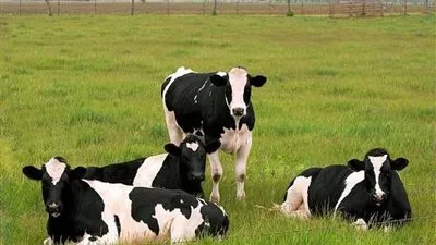 عضو بجمعية منتجي اللحوم: يجب تدريب الفلاحين على رعاية الماشية المطورة (فيديو)