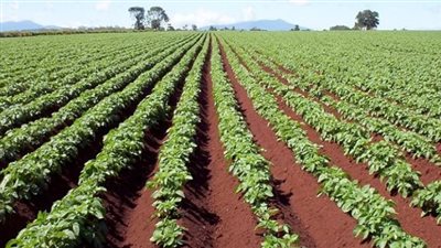 أستاذ اقتصاد زراعي: وضع الأمن الغذائي في مصر مطمئن جدا (فيديو)