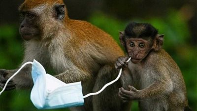 أستاذ مناعة: ارتداء الكمامة أحد أهم الطرق للوقاية من جدري القرود