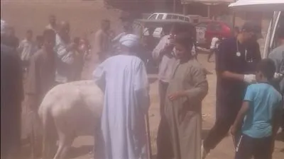معهد بحوث التناسليات الحيوانية ينظم قافلة بيطرية مجانية في قرية أبومناع بقنا