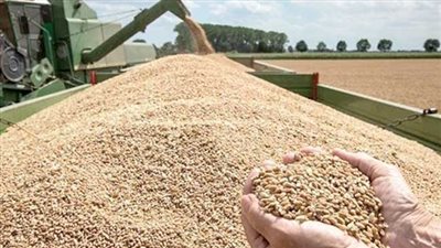 محافظ كفر الشيخ: حظر تداول القمح خارج وزارة التموين (فيديو)