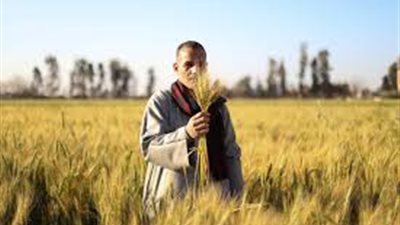 متحدث الزراعة: توريد ما يقرب من 3.3 مليون طن قمح منذ بداية موسم الحصاد