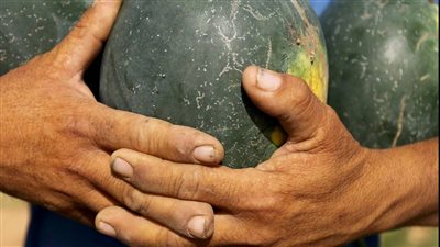 كيف تختار فاكهة سليمة.. شهادات لبراءة الخوخ والبطيخ من النزلات المعوية