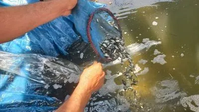 إلقاء 500 ألف من الذريعة السمكية من السمك البلطي بفرع النيل بالدقهلية