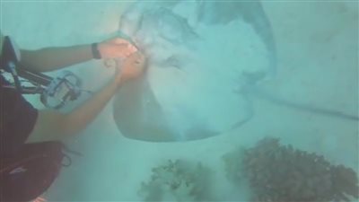 الغواصون ينجحون في إنقاذ سمكة راي عالقة بالغردقة (تفاصيل وصور)