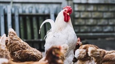 عودة أنفلونزا الطيور.. ظهرت في تلك الدول