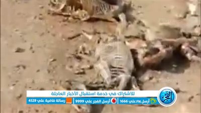 محافظ الفيوم يشكل لجنة بيطرية للتحقيق في مقبرة الحمير المذبوحة بصحراء طامية 