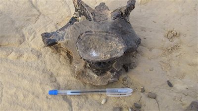 بعد اكتشافه.. جامعة المنصورة: ديناصور هابيل شرس.. وهذا سر التسمية (فيديو)