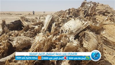 بعد واقعة الحمير.. محافظ الفيوم يوجه لجان التفتيش بالمرور على الأسواق والمطاعم