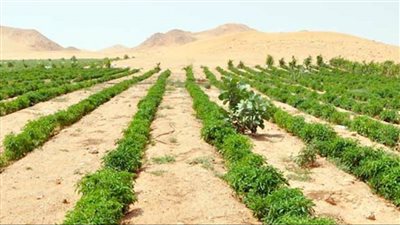 خبير زراعي يطرح حلول لأزمة الملوحة في المغرة