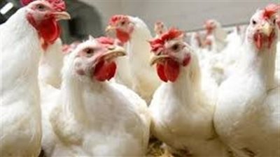  أسعار الدواجن اليوم السبت 11-6-2022.. ارتفاع جديد