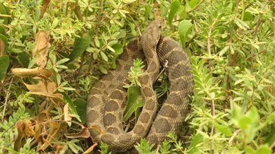 الزراعة توجه نصائح للمواطنين لتجنب أذى الحشرات في الحر (فيديو)