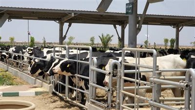 يفتتحه الرئيس.. معلومات عن مشروعات مجمع الإنتاج الحيواني والألبان بالسادات