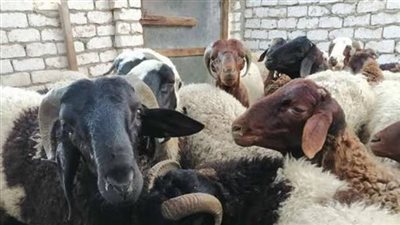 قائمة بأسعار الأضاحي في مصر 2022