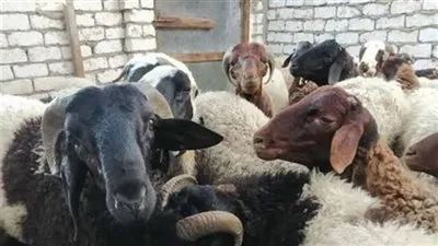 موعد عيد الأضحى 2022 