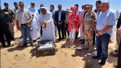 لأول مرة.. تعاون مصرى إماراتى لإطلاق وإعادة توطين طيور الحبارى
