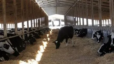 معهد الأمصال البيطرية: نوفر 72 لقاحا.. وأسعارنا أقل من المحلي والمستورد (فيديو)