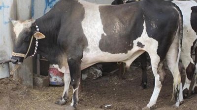 الزراعة توجه بشرى للمواطنين: طرحنا رؤوس ماشية بسعر 70 جنيها للكيلو القائم