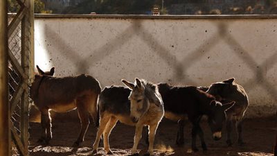 الحقوا الحمير.. جنوب إفريقيا تفرض إجراءات مشددة لحماية الحمير من الصينيين