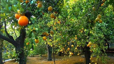 الزراعة: مصر الأولى عالميا في الموالح.. ونصدر 350 منتجًا لـ 150 دولة