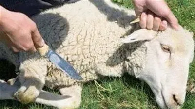 4 مواعيد مهمة حول عيد الأضحى 2022