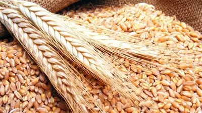 ضبط 1،400 طن أقماح محلية محظور تداولها بالإسكندرية 