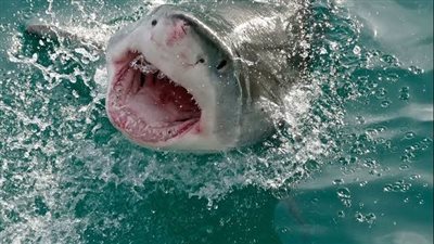 أستاذ علوم بحار: قرش الماكو يمثل ثروة سياحية كبيرة لمصر