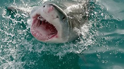 تضارب التصريحات حول واقعة هجوم القرش بالغردقة.. و