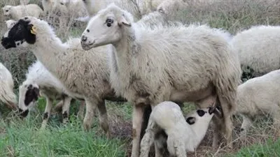 ذبح 35 رأس ماشية بأيام العيد وتوزيعها على مستحقيها بالشرقية