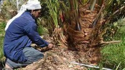 محافظ قنا: فحص 581 ألف و760 نخلة لمكافحة سوسة النخيل