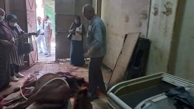 تفاصيل جديدة في العثور على أحصنة مذبوحة داخل محل جزارة بالخصوص