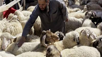 الإفتاء توضح حكم ادخار لحوم الأضاحي (فيديو) 