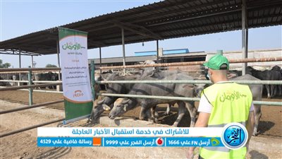 الأورمان تستعد لذبح 70 عجلا بلديا فى مجزر إبشواي