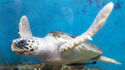 من ينقذ الترسة من الصيادين.. خرافات حول القدرة الجنسية تهددها بالانقراض