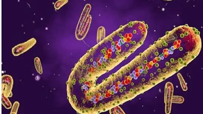 هل فيروس ماربورج يحول المريض إلى شبح؟.. طبيب يجيب (فيديو)