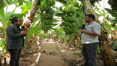 استنباط صنف جديد من الموز الخارق.. يوفر المياه ويحقق 40 طن للفدان 