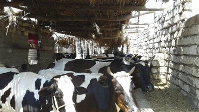 محافظ الدقهلية: تطعيم 13 ألف رأس ماشية ضد الحمى القلاعية والوادي المتصدع (صور)