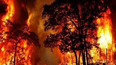 مصرع 15 شخصا وإصابة 26 آخرين في حرائق الغابات بالجزائر