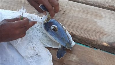 إنقاذ حياة سلحفاة من الشباك في شواطئ مرسى علم