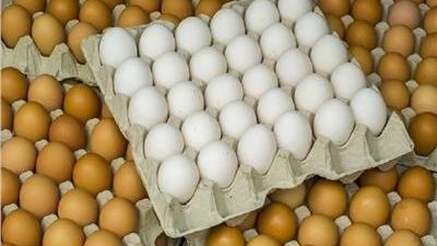 بعد وصول الكرتونة لـ80 جنيهًا.. شعبة الدواجن والبيض تعلن مطلبها من الدولة 