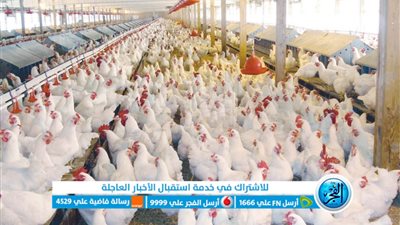 أسعار الدواجن والكتاكيت في محافظة سوهاج